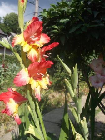 Gladiolka..., Okrasné záhradky Gladiolka..., Okrasné záhradky, osika, 1