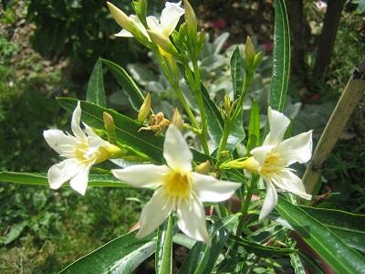 žlty oleander od Milli 1, Náš dvor žlty oleander od Milli 1, Náš dvor, evuš 50, 1
