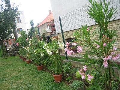 oleandre, Náš dvor oleandre, Náš dvor, evuš 50, 1