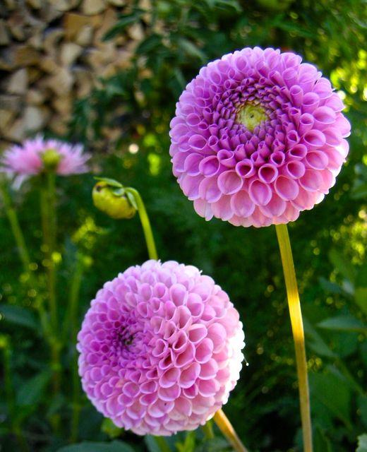 dahlia Franz Kafka, Okrasné záhradky dahlia Franz Kafka, Okrasné záhradky, LubaArt, 1