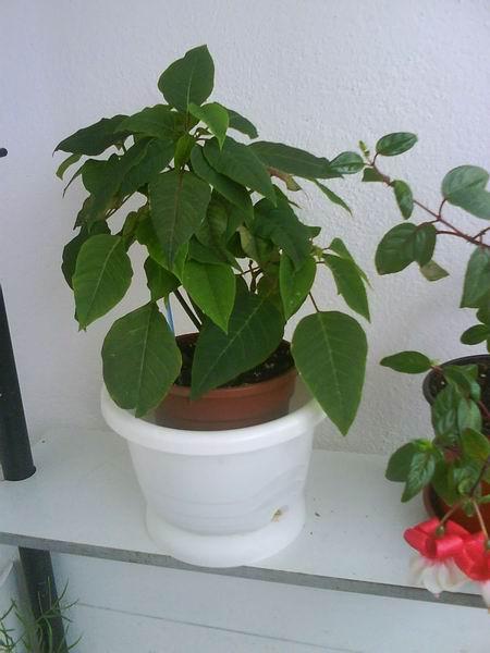 vianocna ruza z minulych vianoc ,bude kvitnut?, Okrasné záhradky, milenahe1, 1