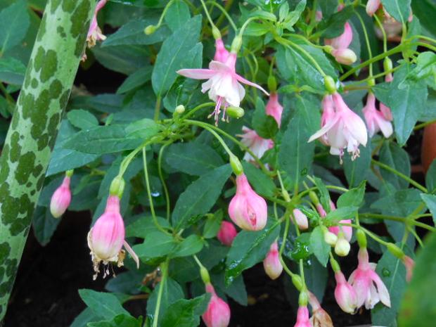mrazuvzdorná fuksia mrazuvzdorná fuksia, tamako, 1