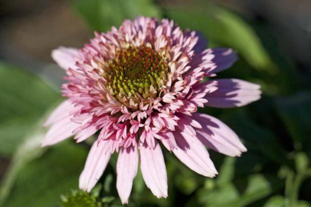 Echinacea 'Butterfly Kisses' , Obrazky k článkom, Klaudia K, 1