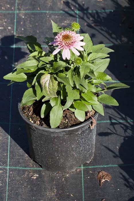 Echinacea 'Butterfly Kisses' , Skalky Echinacea 'Butterfly Kisses' , Skalky, Klaudia K, 1