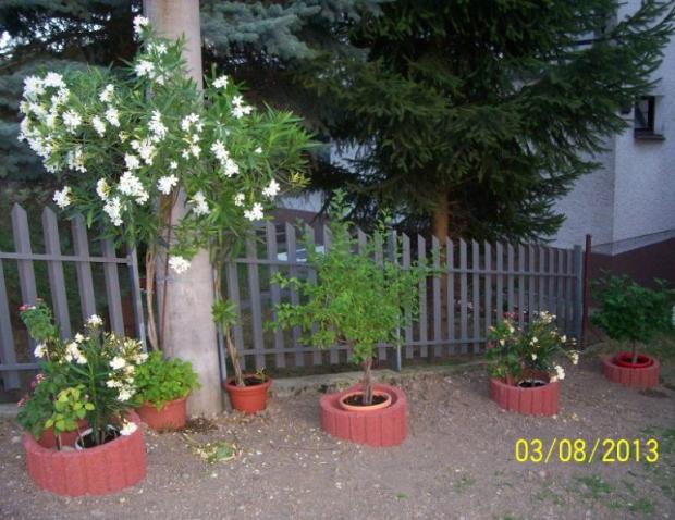 môj oleander, Okrasné záhradky, Hanka47, 1