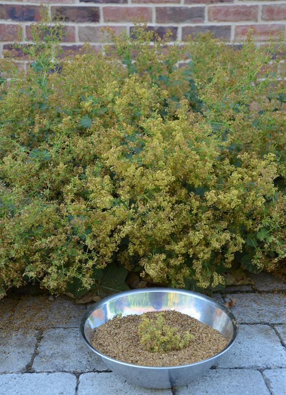 SP- alchemilla mollis auslese, A všeličo ostatné SP- alchemilla mollis auslese, A všeličo ostatné, , 1