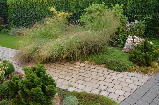 panicum virgatum rozcapené po daždi :), Okrasné záhradky, , 1