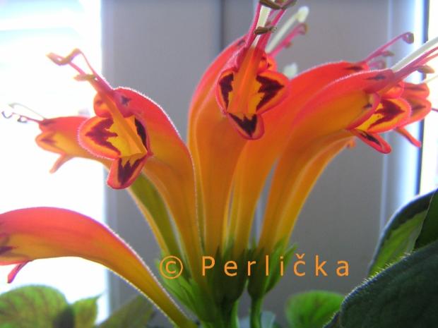 Aeschynanthus speciosus, Okenné parapety Aeschynanthus speciosus, Okenné parapety, Perlička, 1