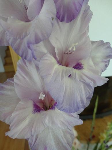 gladiolky aj u mňa3, Okrasné záhradky gladiolky aj u mňa3, Okrasné záhradky, , 1