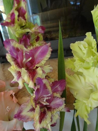 gladiolky aj u mňa2, Okrasné záhradky, , 1