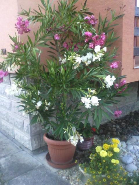 OLEANDER 2x1, MariškaM, 1