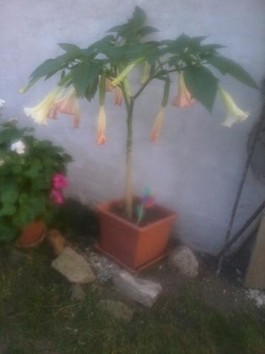 datura 3 tohto ročná, Okrasné záhradky, blela, 1