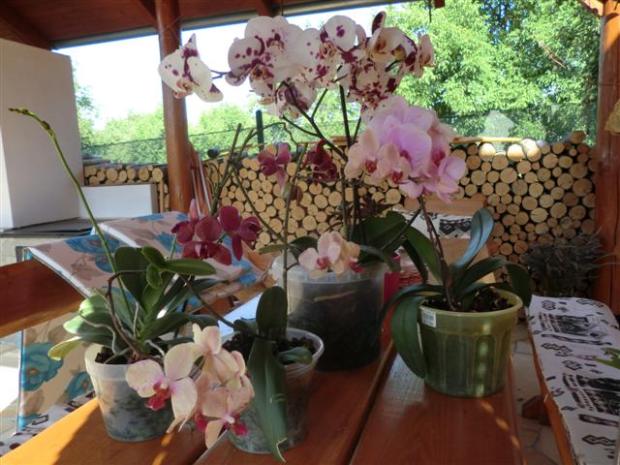 orchidea 3., Okrasné záhradky orchidea 3., Okrasné záhradky, teniluja, 1