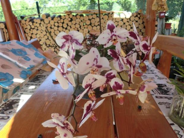 orchidea 2., Okrasné záhradky, teniluja, 1