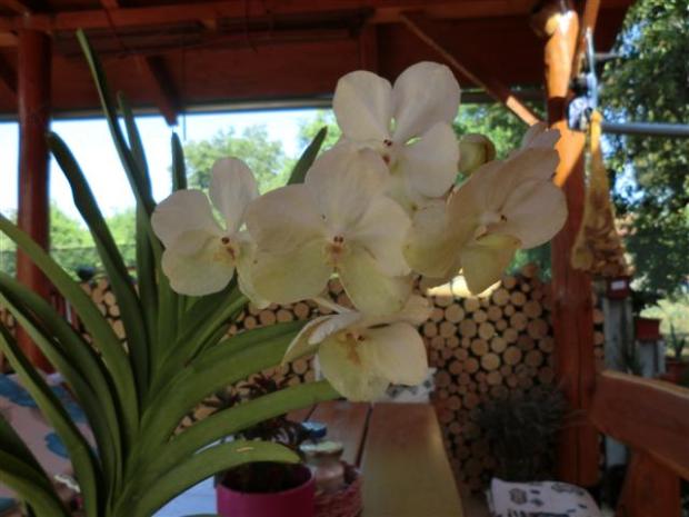 vanda 2, Okrasné záhradky, teniluja, 1