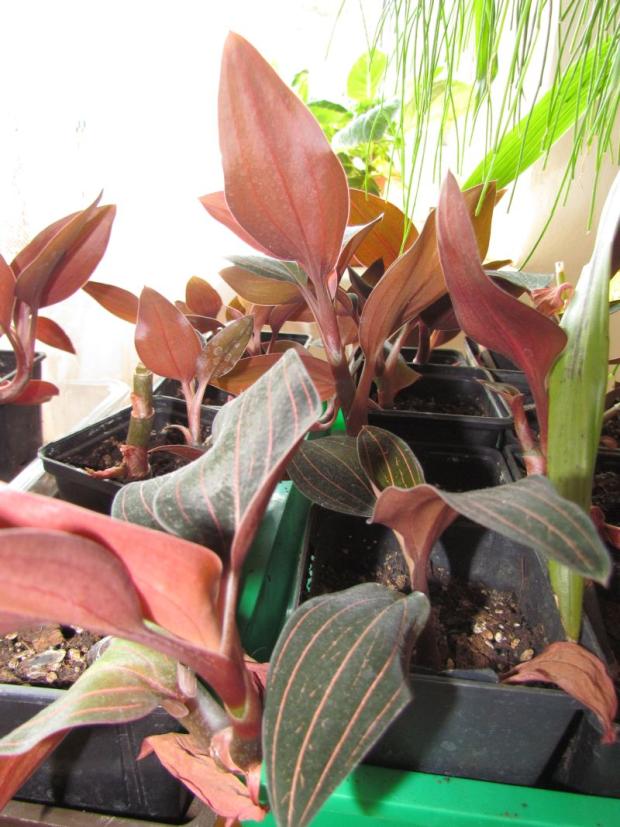 Ludisia discolor - orchidea, Izbové kvety, MajoB, 1