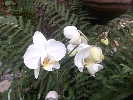 Orchidka medzi papraďkami..., Okrasné záhradky, osika, 1