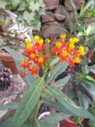 Mexický oleander..., Okrasné záhradky Mexický oleander..., Okrasné záhradky, osika, 1