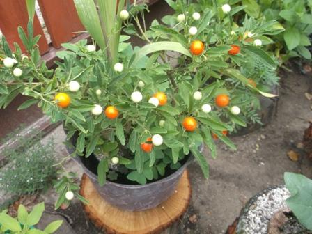  Solanum  - plody  pomaly dozrievajú..., Okrasné záhradky, osika, 1