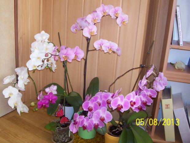 orchidky mojej dcéry, Izbové kvety, Hanka47, 1