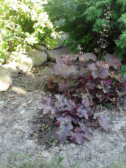 ...heucherky pred kamennou hradbou..., Okrasné záhradky, Jana, 1
