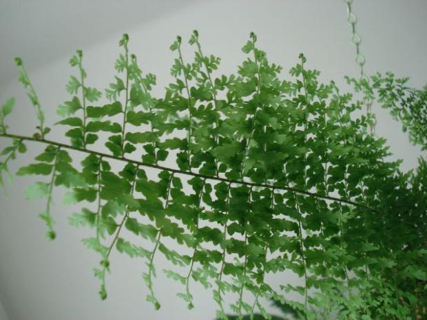 Nephrolepis exaltata marisa, Apolienka1, 1