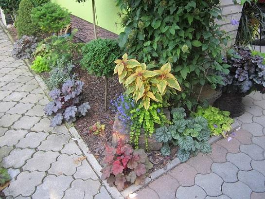 heuchera heuchera, janinka, 1
