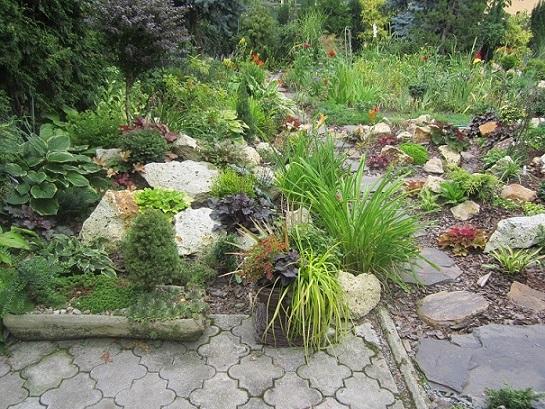 heuchera, janinka, 1