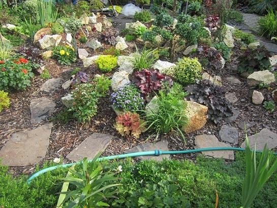 heuchera heuchera, janinka, 1