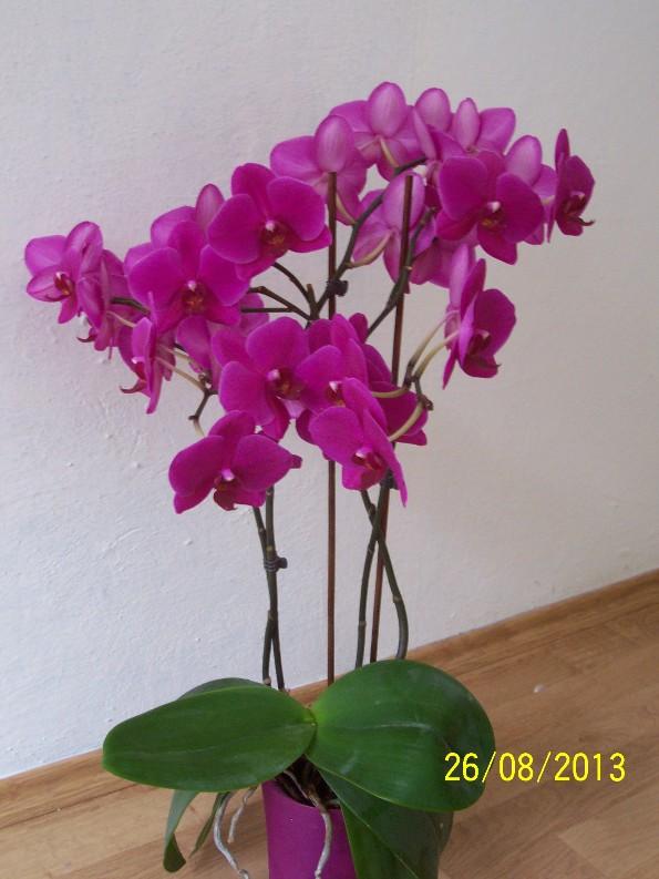 moja orchidka, Izbové kvety, Hanka47, 1