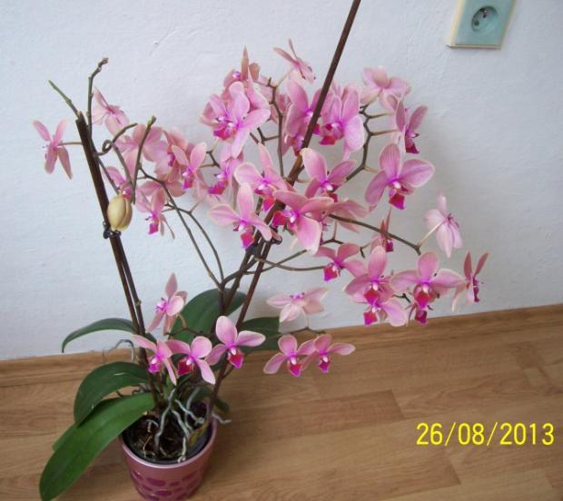 moja orchidka 1, Izbové kvety, Hanka47, 1