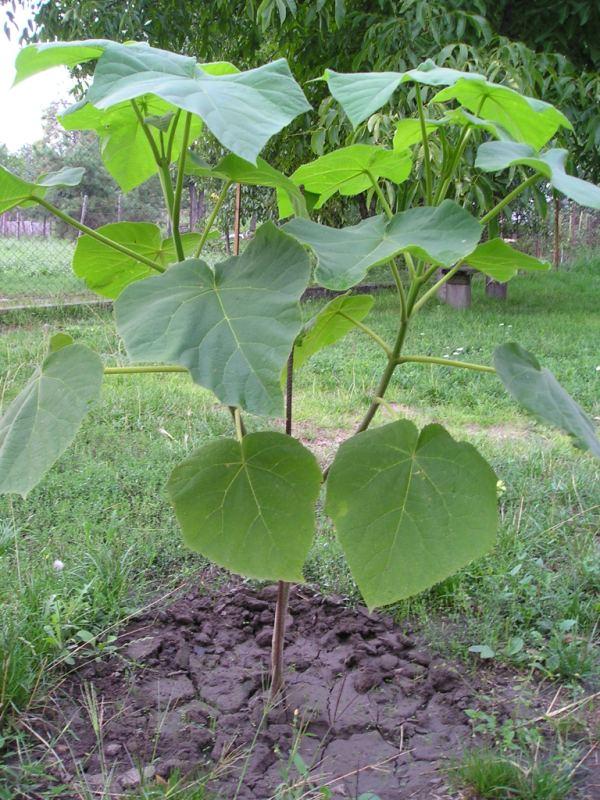 Paulownia od Tamako, Okrasné záhradky Paulownia od Tamako, Okrasné záhradky, Mirkag, 1
