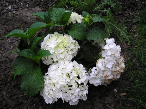 biela hortka, Okrasné záhradky biela hortka, Okrasné záhradky, Mirkag, 1