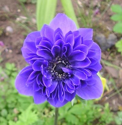 Anemonka, Okrasné záhradky Anemonka, Okrasné záhradky, antonia59, 1