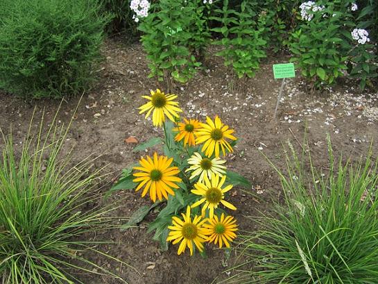 arboretum, janinka, 1
