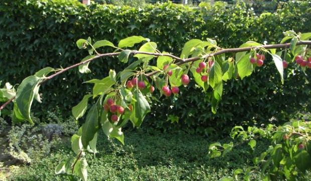 malus Red jade, Okrasné záhradky, LubaArt, 1