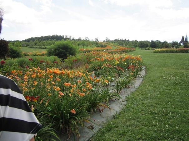 arboretum arboretum, janinka, 1