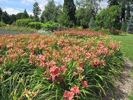 arboretum, janinka, 1