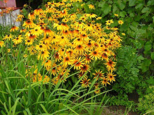 Rudbekie, Okrasné záhradky Rudbekie, Okrasné záhradky, Miralka, 1
