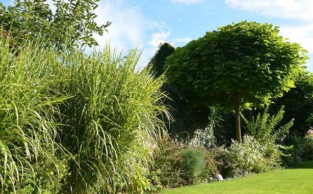 miscanthus ´Zebrinus´ a catalpa ´Nana´, Okrasné záhradky miscanthus ´Zebrinus´ a catalpa ´Nana´, Okrasné záhradky, , 1