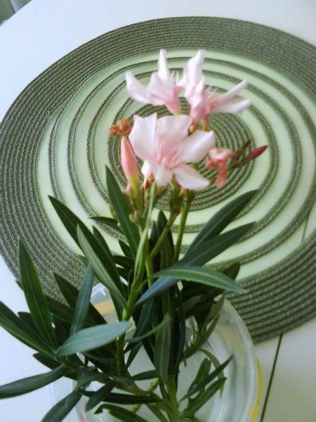 oleander pre Zuzi, Okrasné záhradky, milenahe1, 1