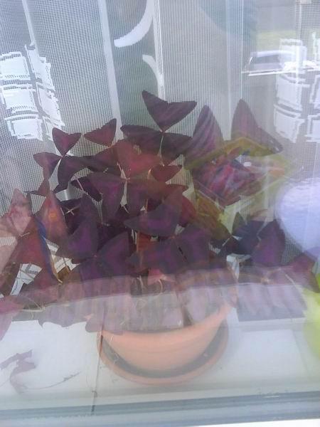 oxalis-poradte preco mu usychaju listky?fotene z balkona, Izbové kvety, milenahe1, 1