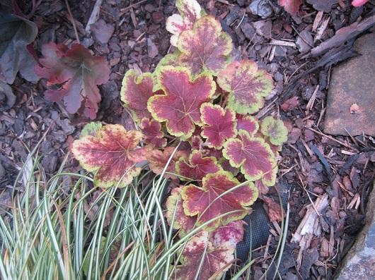 heuchera heuchera, janinka, 1