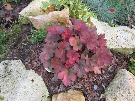 heuchera, janinka, 1
