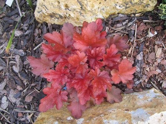 heuchera, janinka, 1