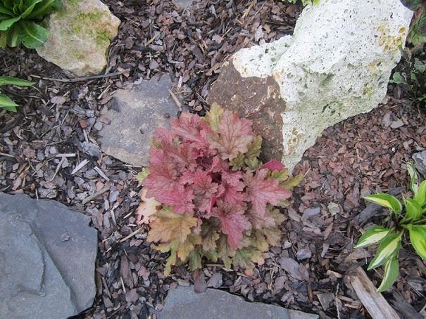 heuchera, janinka, 1