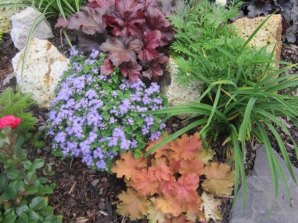 heuchera, janinka, 1