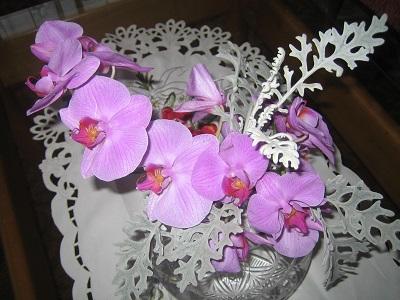 zlomena orchidka , Izbové kvety, evuš 50, 1