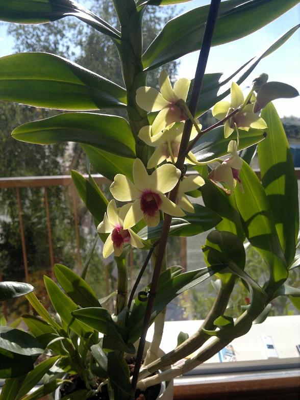 dendrobium sa snazi :), Izbové kvety dendrobium sa snazi :), Izbové kvety, mishenka123, 1