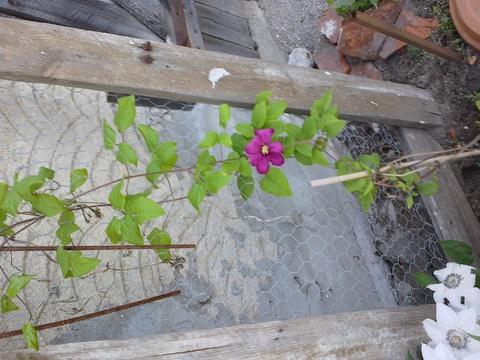 plamienok tmavoružový, Okrasné záhradky, darina1, 1